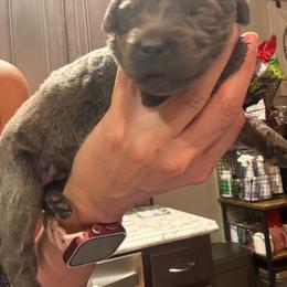 Yellow- Charcoal Female - Charcoal female Dilute Retriever puppy in Marion, Illinois from Summer Lovin’ Labradors of Southern Illinois
