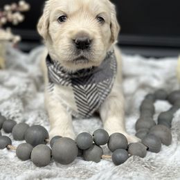 Golden Retriever Puppies from Arden Hill Goldens