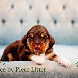 Bridge - Phantom male Goldendoodle puppy in Athens, Alabama from Brewing Doodles