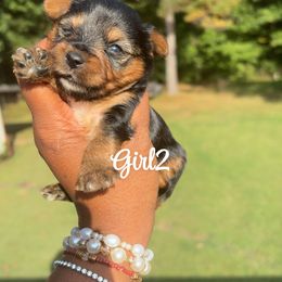 Girl 2 - Black and gold female Yorkshire Terrier puppy in Louisburg, North Carolina from Nell’s Adorable Yorkshire’s