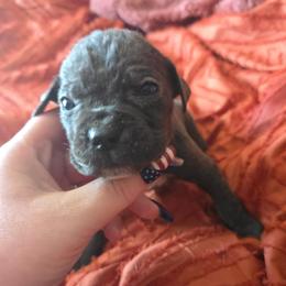 Pink Collar - Gray female Cane Corso puppy in Henry, Virginia from Hardradas Dynasty Cane Corso