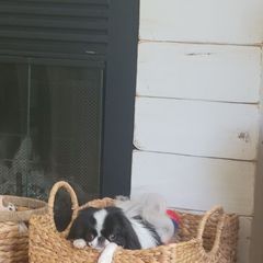 Janet - Japanese Chin