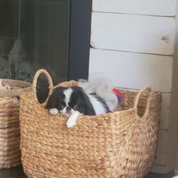 Janet - Japanese Chin