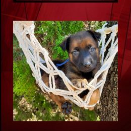 Gwen - Red sable female Belgian Malinois puppy in Chino, California from BlueStone K9