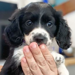 Dachshund Puppies from Gypsy Miniature Dachshunds