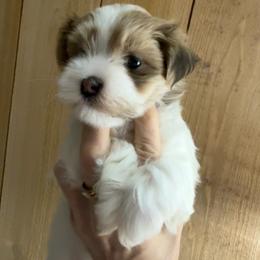 Girl 1 - Fawn female Havanese puppy in Greeley, Colorado from Just be Havanese