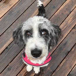 Kenna - Aussiedoodle