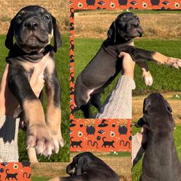 Ghost - Black male Great Dane puppy in Wellsville, New York from Prophecy Danes