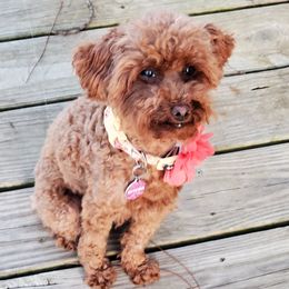 Poodles from Little Red Poodles