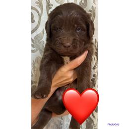 Meatball - Brown male Newfoundland puppy in New Paris, Ohio from Beatty Newfies