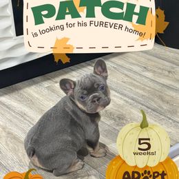 Patch - Tricolors male French Bulldog puppy in South Bend, Indiana from Furever Faithful Frenchies LLC