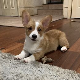 Bond - Pembroke Welsh Corgi