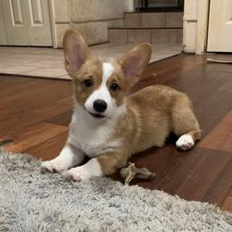 Bond - Pembroke Welsh Corgi