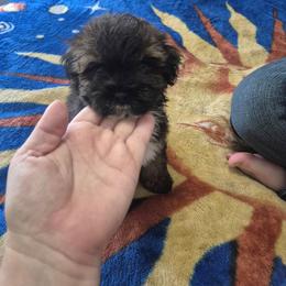 Prince - Black & tan tri-color male Maltipoo puppy in Sedro Woolley, Washington from Absher Ranch