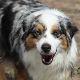 Kaos - Miniature Australian Shepherd