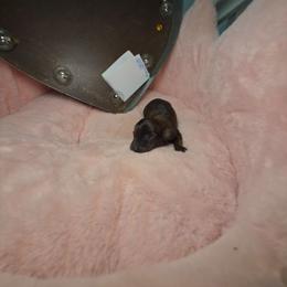 Haunted moonlight - Brindle male Dachshund puppy in Bristol, Tennessee from It's Mini Wieners Baby