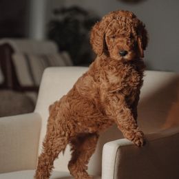 Goldendoodle and Poodle Puppies from Abner Creek Doodles