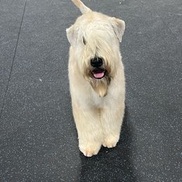 Bruno - Soft Coated Wheaten Terrier