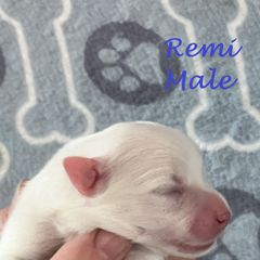 Japanese Spitz Puppies from Mika Japanese Spitz