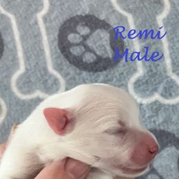 Japanese Spitz Puppies from Mika Japanese Spitz