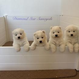 Girl 2 - White Samoyed puppy in Phoenix, Arizona from Diamond Star Samoyeds
