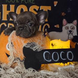 Coco - Liver female French Bulldog puppy in Tulsa, Oklahoma from Hart's Chihuahuas