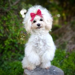 Baby Girl - Maltipoo