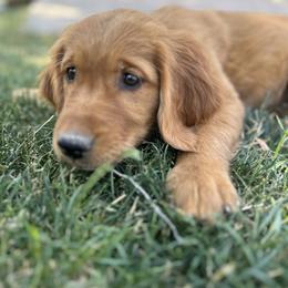Golden Retriever Puppies from Royal Red Retrievers