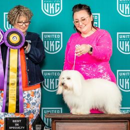 Cotons de Tulear from Firebird Show Dogs
