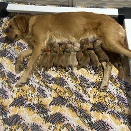 Pendleton (black) - Dark golden male Golden Retriever puppy in Bynum, Montana from Summit Canine Breeding