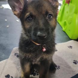Pink female - Sable female German Shepherd puppy in Rice Lake, Wisconsin from Inferno Shepherds