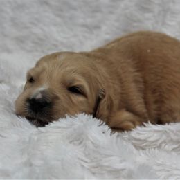 Bernedoodle and Goldendoodle Puppies from Paramount Family Doodles