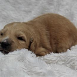Bernedoodle and Goldendoodle Puppies from Paramount Family Doodles