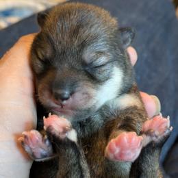 Addy Bravo Girl 3 - Sesame female Shiba Inu puppy in Brecksville, Ohio from Shomaisou Shiba Inu