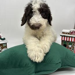 Comet - Chocolate male Cavapoo puppy in Austin, Texas from Doodles of Central Texas
