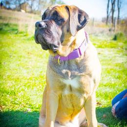 Mastiffs from Eagle Mastiffs