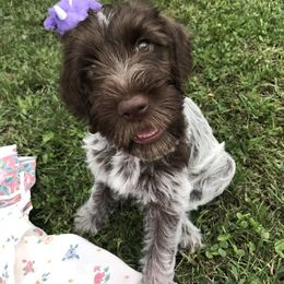 Wirehaired Pointing Griffon Puppies from Pine Barron Griffons