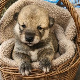 Leo - Sesame male Shiba Inu puppy in Illinois from Precious-Puppies