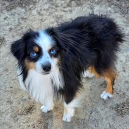 Boomer - Blue merle male Toy Australian Shepherd puppy in Artois, California from Aloe Aussies