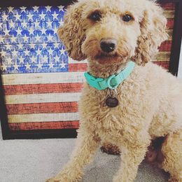 Cavapoo Puppies from Prince Pups