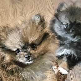 Pomeranian Puppies from Bear Valley Pomeranians