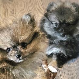Pomeranian Puppies from Bear Valley Pomeranians