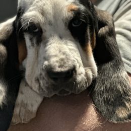 Basset Hounds and Catahoula Leopard Dogs from Middle TN Leopard Catahoulas