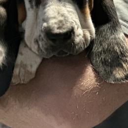Basset Hounds and Catahoula Leopard Dogs from Middle TN Leopard Catahoulas
