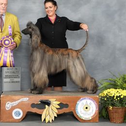 Scarlett - Afghan Hound