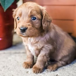 Anna - Apricot female Goldendoodle puppy in Valley Center, California from AweStrunk Farms