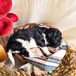 Phthalo - Parti male Poodle puppy in Gaylord, Michigan from Dog Mom Co. Poodles