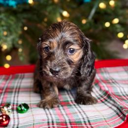 Donner - Brindle male Dachshund puppy in Kingman, Arizona from Diddle Bros Dachshunds
