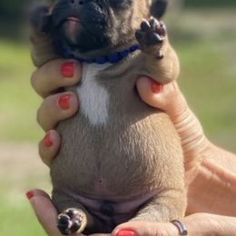 French Bulldog and Pomeranian Puppies from Legendary French Bulldogs
