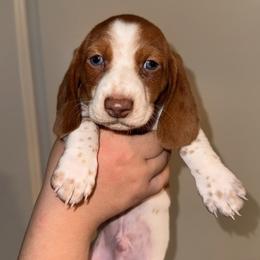 Boy 1 - Piebald male Dachshund puppy in Gatesville, Texas from Lisa’s Teeny Weeny Farm